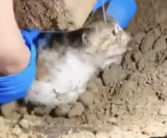 狗狗挖出了一只小猫咪 拯救了一个小生命脸上露出开心笑容！