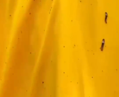 为什么夏天不敢穿黄色衣服出门？招虫量是蓝色衣服的近100倍！