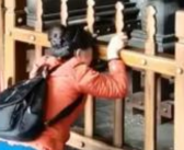 景区回应女子跪在开封府大堂嚎哭 背后真相是什么？