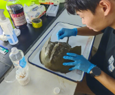 大亚湾核电基地发现濒危物种中国鲎：地球上唯一的蓝血生物！