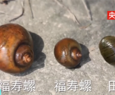 千万别搞混！一只福寿螺可含6000条寄生虫：有商家将其伪装成田螺！