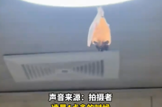 开饭了！网友家中惊现“大菊头蝠”：M码翅膀包不住XXL身体！