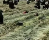 河北多地严防“割青毁粮” 守护好粮食生产安全！