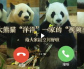 旅美熊猫洋洋饿得啃墙皮?基地辟谣！
