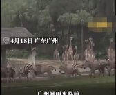 广州暴雨前夕野生动物园动物狂奔 场面十分壮观!