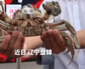 中国稻蟹之乡盘锦重637.4克公河蟹当选蟹王 370克的母蟹获得蟹后!