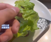 惊呆了！就餐时吃出虫子还被店员怒怼: 有虫子才新鲜！
