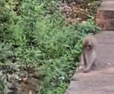云南猴子生啃见手青 网友：猴子界的贝爷！