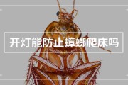 开灯是否能防止蟑螂上床（开灯是否可以阻止蟑螂爬上床）