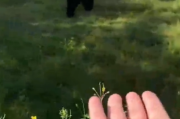 女子在动物园被大猩猩反向投喂 网友惊呆了！