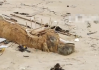 海南发现“骨架两米”的不明生物尸体 渔民指认：可能为花猫鲨！