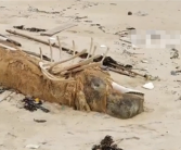 海南发现“骨架两米”的不明生物尸体 渔民指认：可能为花猫鲨！