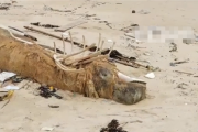 海南发现“骨架两米”的不明生物尸体 渔民指认：可能为花猫鲨！
